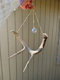 Antler Suncatcher